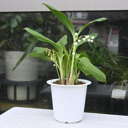 楽天市場】宿根草セット：スズラン 2色各3ポットセット【日本スズラン