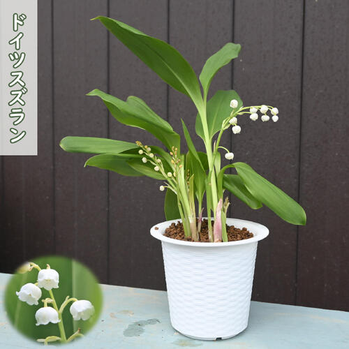 楽天市場】2026年2月に開花苗 スズラン鉢植えすずらん ドイツすずらん