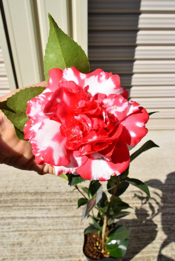 楽天市場】苗 花木 【庭木苗】 【ツバキ】 福娘 : 園芸百貨店何でも