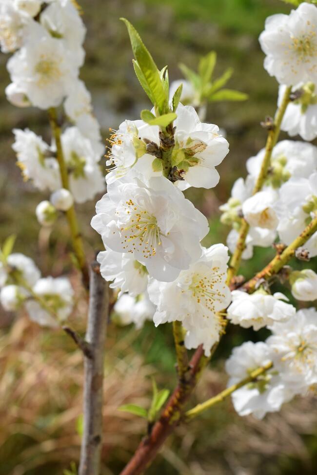 楽天市場 21年4月開花苗ハナモモ庭木用 花桃苗 花桃 関白桃苗ひな祭りに飾る桃の花庭木用白花 園芸百貨店何でも揃うこぼんさい