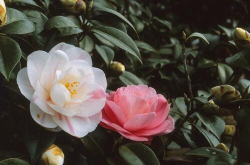 楽天市場 21年花芽付き咲き分け椿 つばき苗庭木 ツバキ 古典椿 五色八重散椿 高さ70センチ 挿し木5年物 園芸百貨店何でも揃うこぼんさい