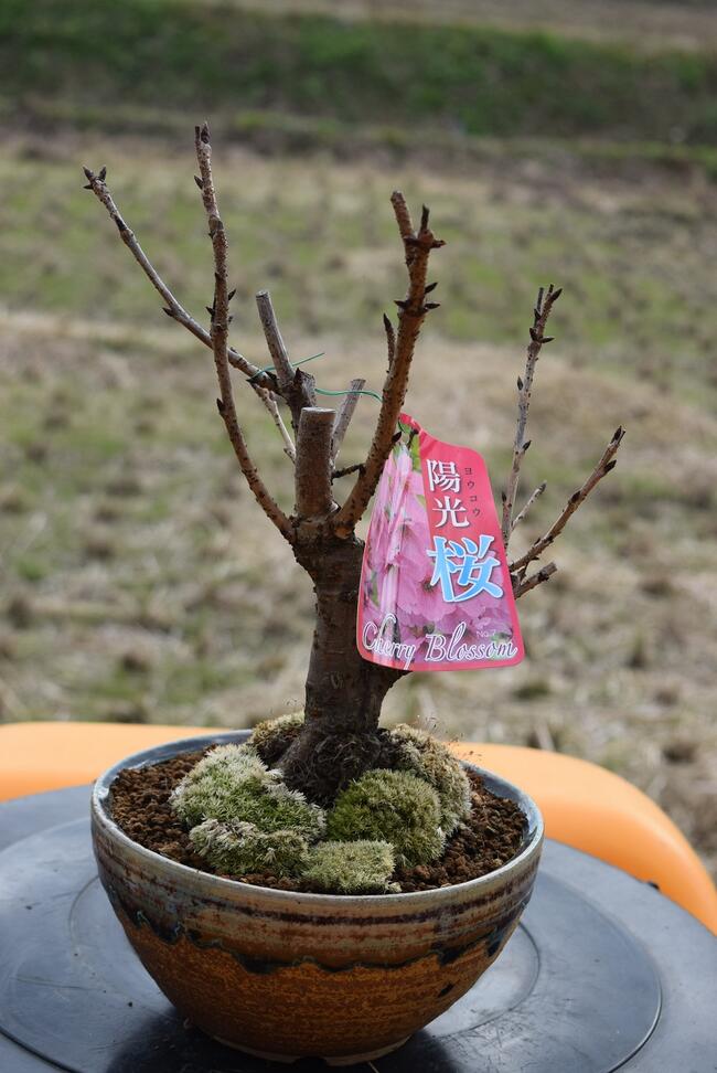 楽天市場 桜 桜鉢植 桜 陽光桜 園芸百貨店何でも揃うこぼんさい