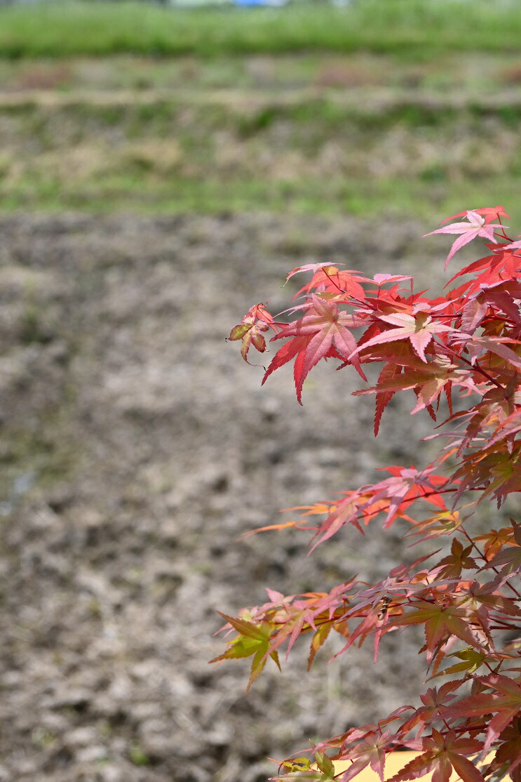 21年今年の贈り物に盆栽 もみじ 出猩々寄せ植えもみじ盆栽 デショウジョウモミジ 盆栽 贈り物 信楽もみじ 出猩々 Butlerchimneys Com 21年今年の贈り物に盆栽 もみじ 出猩々寄せ植えもみじ盆栽 デショウジョウモミジ 盆栽 贈り物 信楽もみじ 出猩々 Butlerchimneys Com