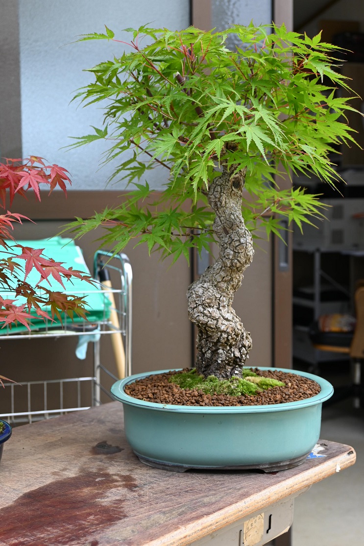 折鶴盆栽(紅葉) | www.esn-ub.org