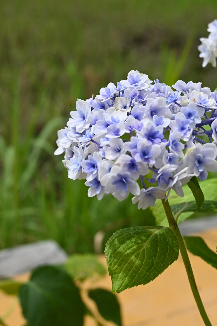 楽天市場】紫陽花 モナリザ アジサイ 苗 あじさい 一重咲き 剪定した状態でのお届けになります : 園芸百貨店何でも揃うこぼんさい