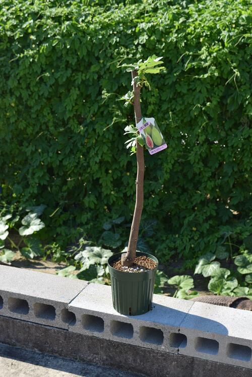 楽天市場】 【庭木】 【果樹】【いちじく】イチジク 甘太郎イチジク苗