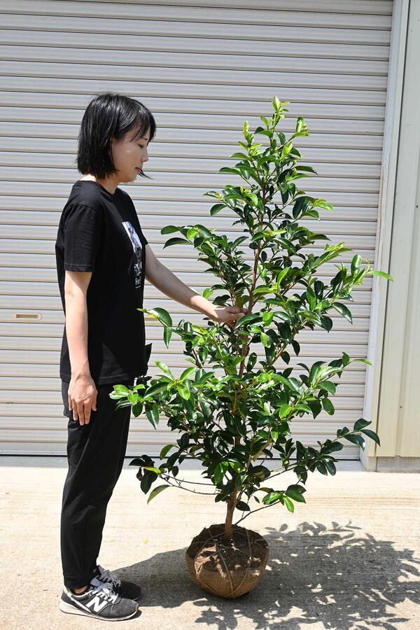 楽天市場】【榊（サカキ）本榊（ホンサカキ）真榊（マサカキ）】樹高