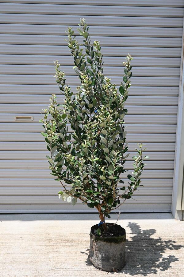 楽天市場】フェイジョア鉢植えフェイジョアアポロ 挿し木 しっかりと