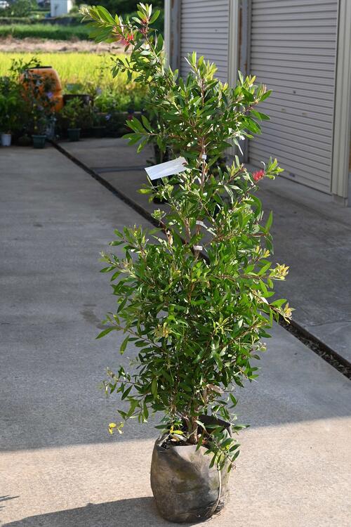 いかまるさん　専用　金宝樹　ホワイトアンザック　/ 663 いかまるさん 専用 金宝樹 ホワイトアンザック / 663 園芸ネット本店