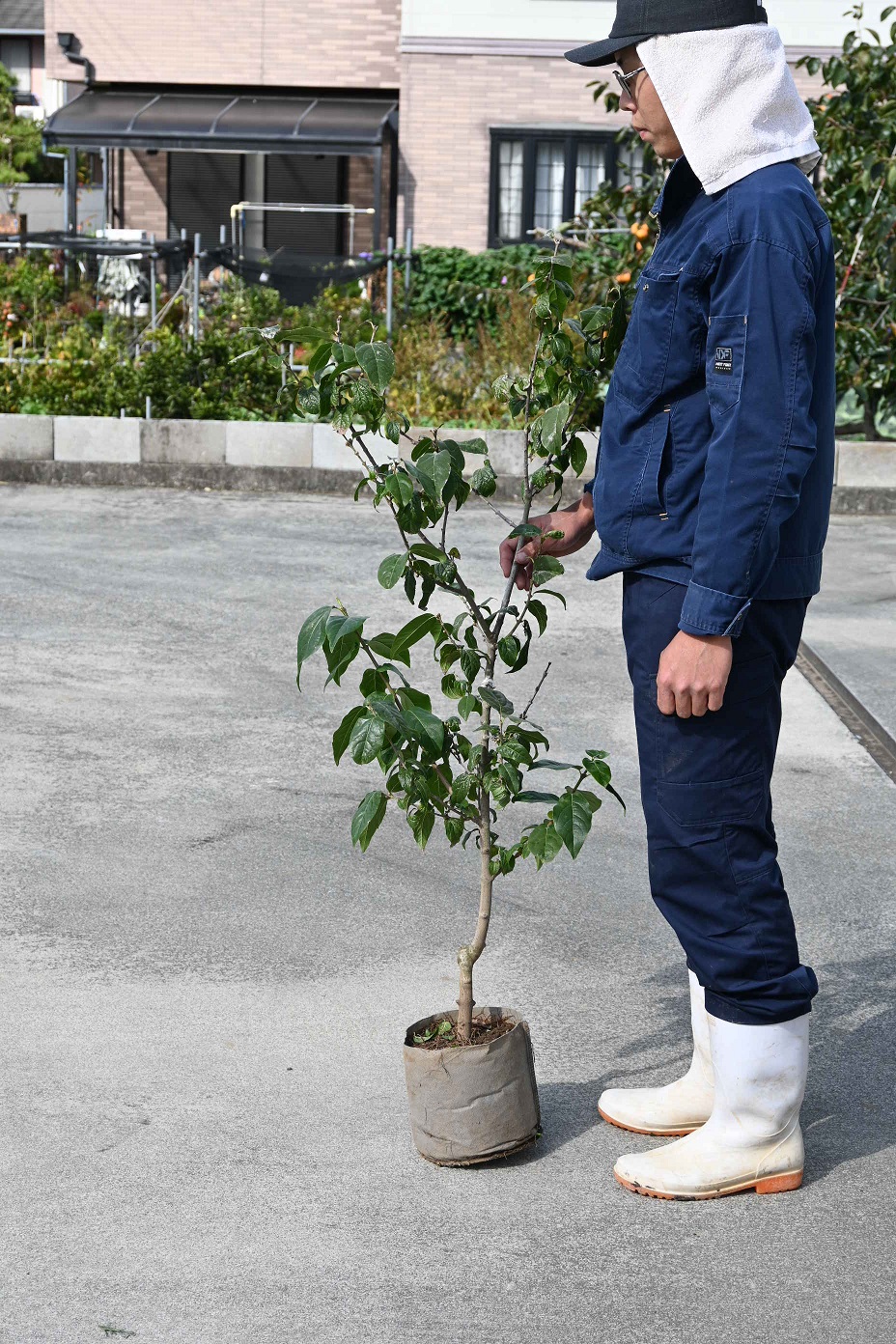 楽天市場】花芽確認のロウバイ庭木用ロウバイ大苗満月蝋梅 マンゲツ