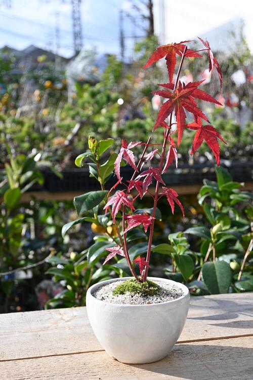 盆栽紅葉 11月頃には紅葉します