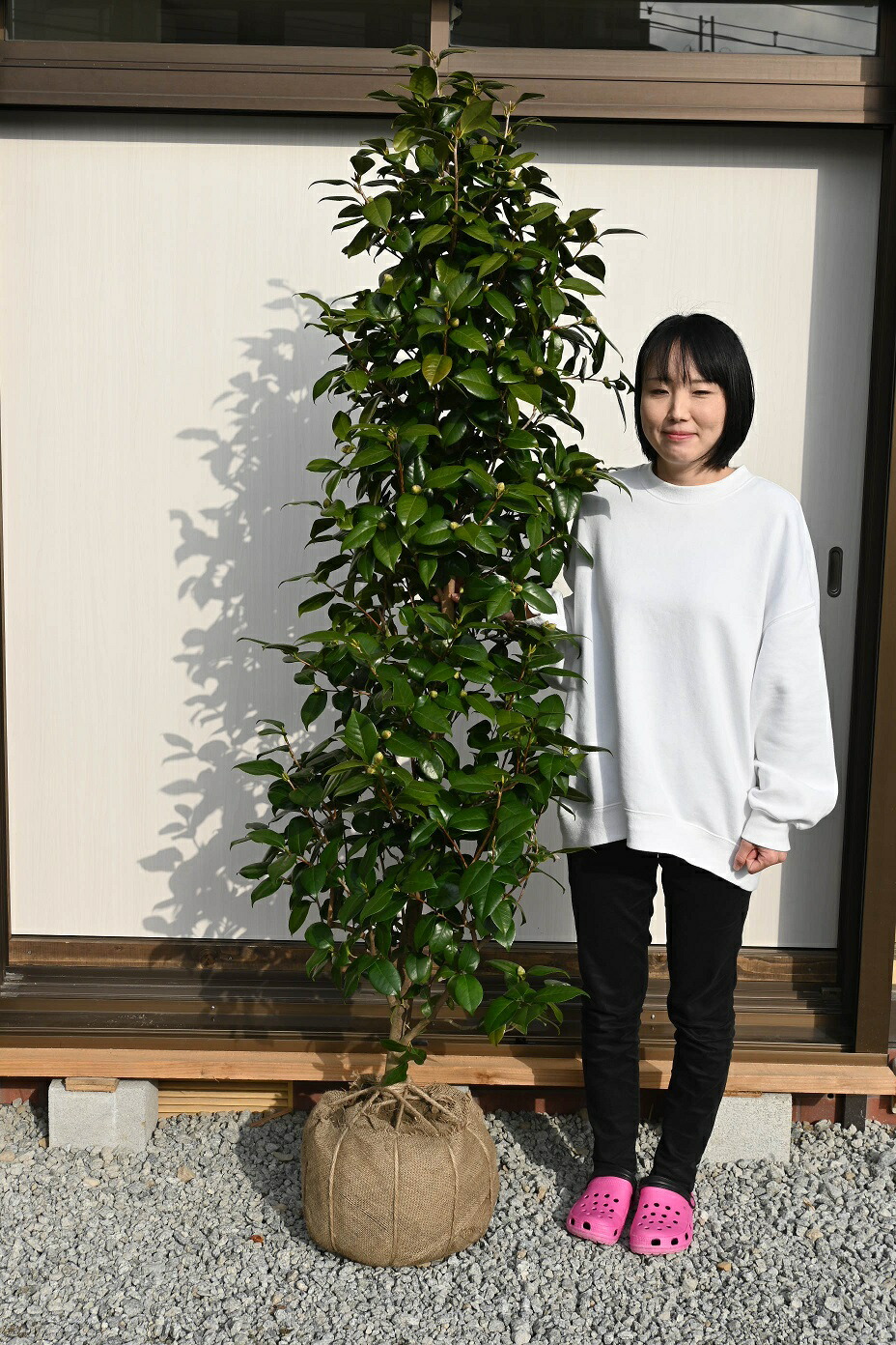 楽天市場】椿庭木絵日傘椿 ツバキ 大苗 樹齢約20年 : 園芸百貨店