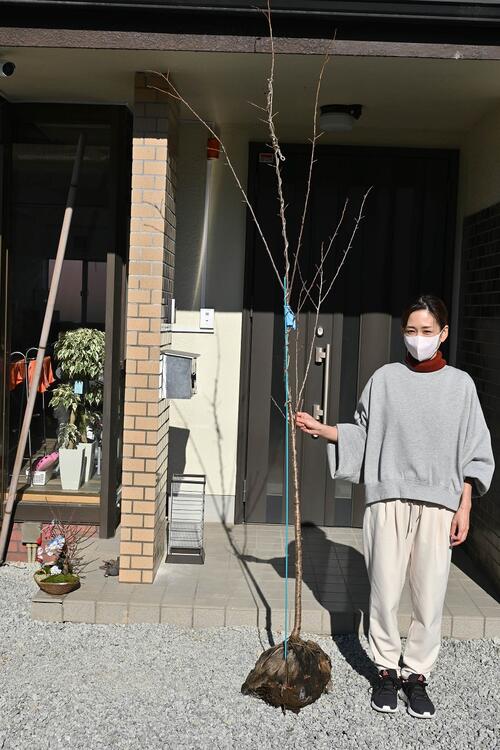 桜を植樹 　桜の苗　【染井吉野桜大苗】 染井吉野が桜では　ダントツの人気の桜　