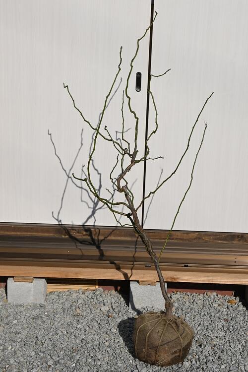 雲龍梅　古木　７号ポットつき　特大❗ 楽天市場】庭木：雲竜梅（うんりゅうばい）（白梅）* 樹高：約150cm