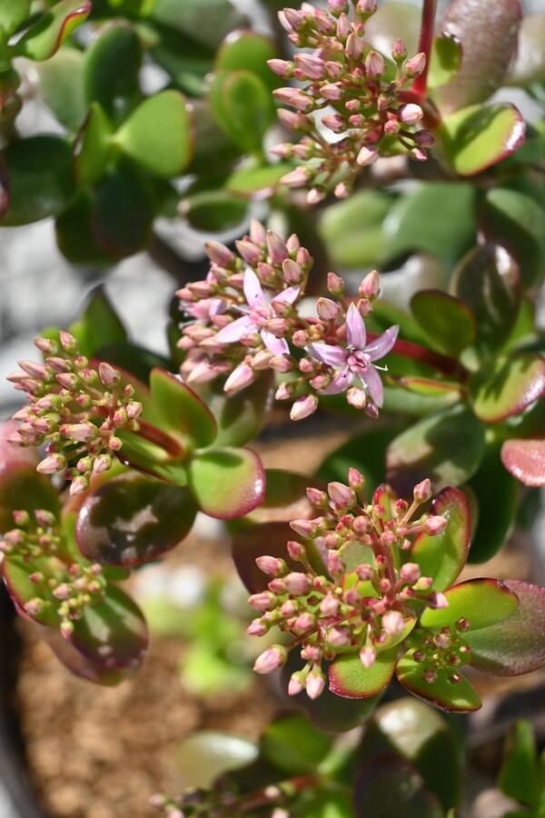 アウトレット 送料無料 21年花芽付き 金のなる木 鉢植え 花月 縁起物 多肉植物 観葉植物 フチベニベンケイ 撮影21年12月22日鉢底から50センチ6号鉢植えギフト お誕生日プレゼントに 1oficioverde Com Br