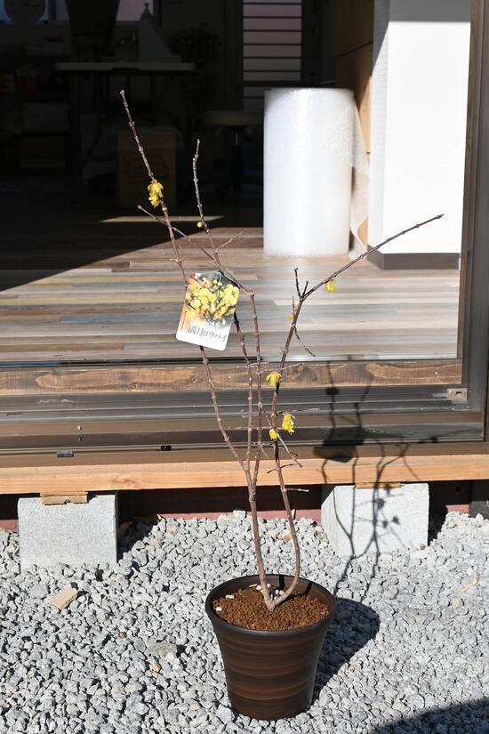 楽天市場】2026年1月から2月に開花蝋梅苗満月蝋梅 マンゲツロウバイ