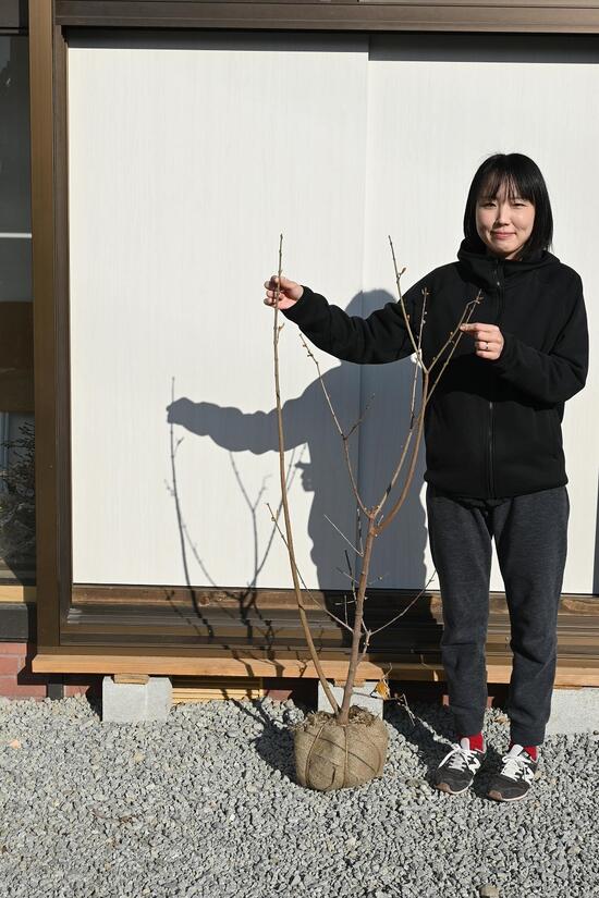 楽天市場】冬にいい香りがするロウバイ2025年2月〜3月上旬に開花 楽天市場】冬にいい香りがするロウバイ2025年2月〜3月上旬に開花
