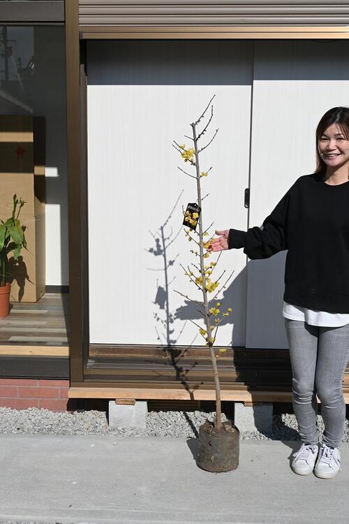 楽天市場】2026年2月から3月頃開花の蝋梅苗 ロウバイ大苗 梅蝋梅 満月