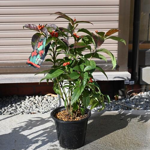 楽天市場】2025年NEW クロモジ 黒文字 ポット苗 多年草 山野草