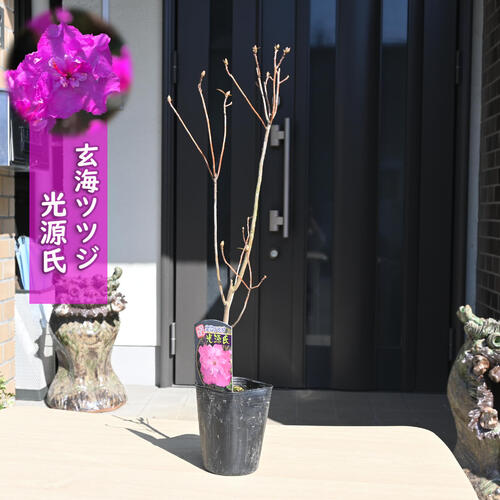 楽天市場】金子玄海ツツジ（特大株）カネコゲンカイツツジ : 打出農園