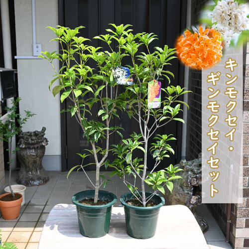 楽天市場】お買い物マラソン期間中楽天ポイント2倍おすすめです