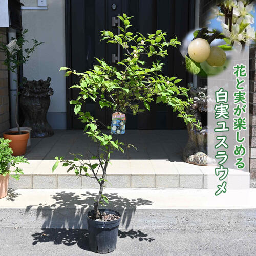 ゆすらうめです ゆすらうめ