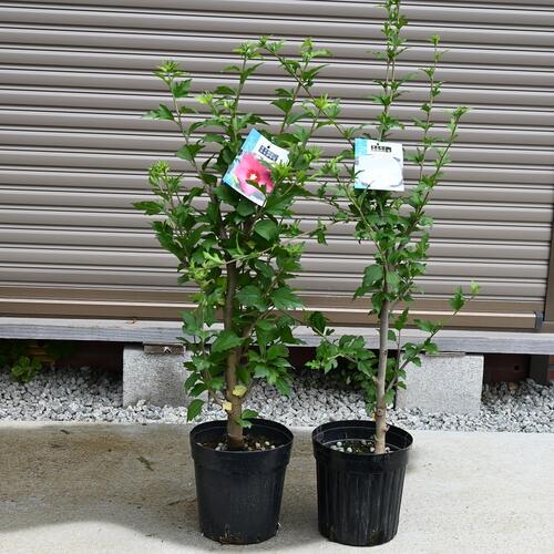 楽天市場】発送は2025年6月より 2025年7月～8月頃開花 ムクゲ