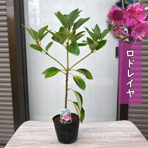 楽天市場】ロドレイヤ 鉢植え 竹下性 シャクナゲモドキ テラコッタ鉢