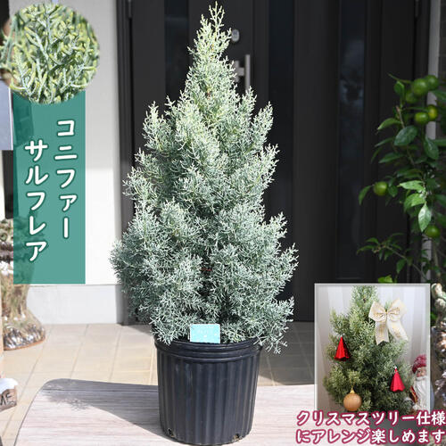 ブルーアイス　コニファー　クリスマスツリー　シルバーリーフ　陶器鉢　植え込み ブルーアイス コニファー クリスマスツリー シルバーリーフ 陶器
