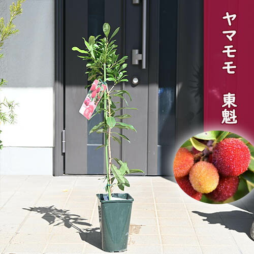 楽天市場】ヤマモモ 【秀光 （メス）】 3年生 接木 8号ポット苗 : 苗木