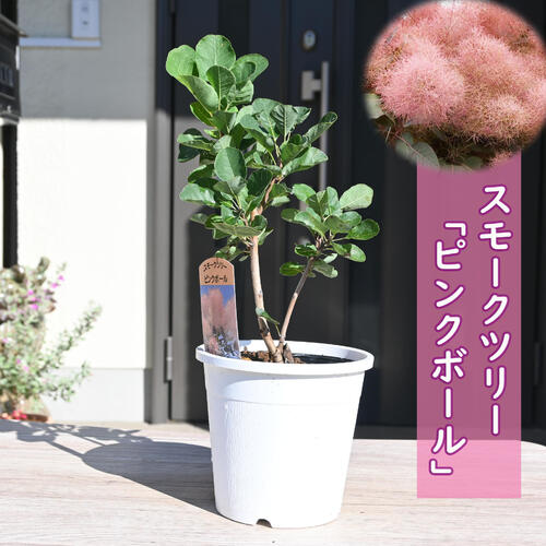 2023年NEW スモークツリー 苗木 ピンクボール ケムリノキ 矮性