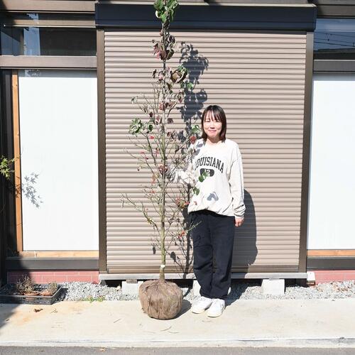 2026年5月頃開花のハナミズキ赤花 シンボルツリーにアメリカ花水木　 アメリカハナミズキ苗木　大苗