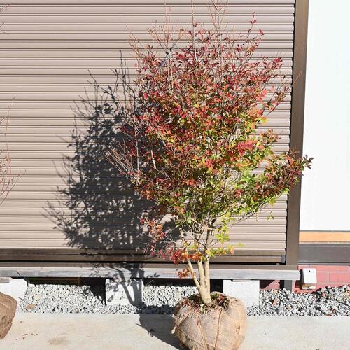 楽天市場】【現品】ドウダンツツジ 苗木 W70cm×70cm H130cm J566 楽天市場】【現品】ドウダンツツジ 苗木 W70cm×70cm H130cm J566