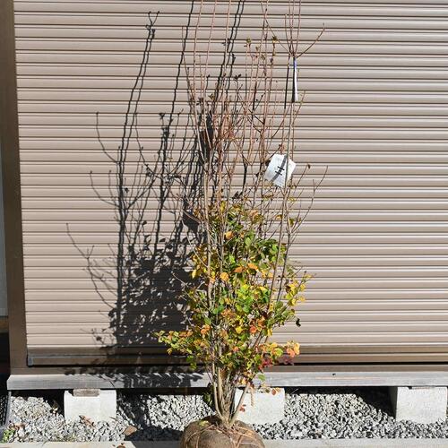 楽天市場】ツツジ 苗 黄花ドウダンツツジ キバナドウダンツツジ : 日本