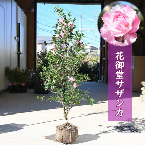 花咲か爺さん　新品未使用　シルク100%　アンサンブル 楽天市場】シルク100%（アンサンブル｜トップス）：レディース