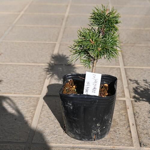 楽天市場】（株）一樹園 宮島五葉松 5本 小品盆栽／樹齢4年 : 一樹園