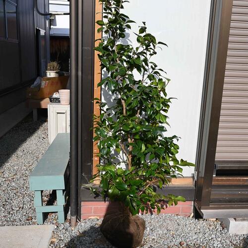 楽天市場】◇送料無料◇ 椿 苗木 接木苗 【友の浦 （とものうら