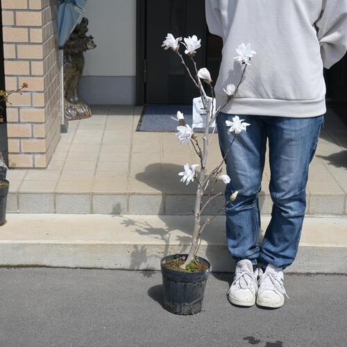 楽天市場】コブシ 苗 【白花 姫コブシ】 ポット苗 姫こぶし シデコブシ