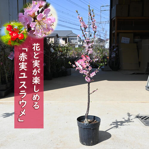 ゆすらうめです ゆすら梅 苗木 赤実 (白花) 12cmポット苗 ゆすらうめ 苗