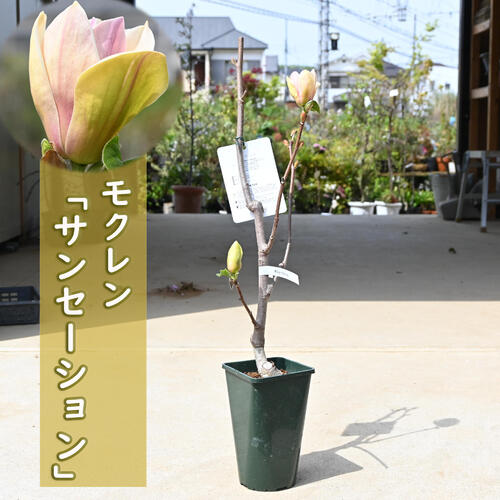 金寿モクレン 苗木 楽天市場】【モクレン】金寿 接木苗 5号Lポット : 産直花だん屋