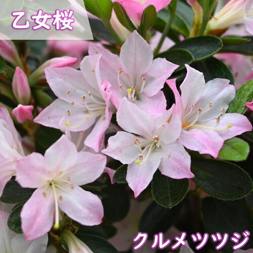 楽天市場】2025年花芽あり4月中旬開花 久留米 ツツジ 苗木 乙女 楽天市場】2025年花芽あり4月中旬開花 久留米 ツツジ 苗木 乙女