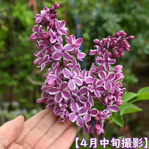 ライラック苗 2026年4月開花花芽有庭木 落葉樹 シンボルツリー 花色淡