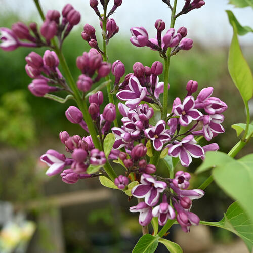 煉獄杏子 ライラックカルべティエム１苗♪ 煉獄杏子様専用 ライラックカルペディエム1苗♪ ライラック