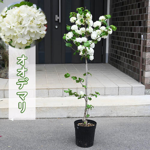 楽天市場】オオデマリ（テマリバナ）白花 苗木 7号(k02) : 千草園芸