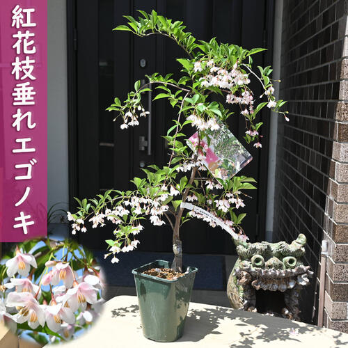 楽天市場】一才エゴノキ 苗 苗木 エゴの木（イッサイエゴノキ