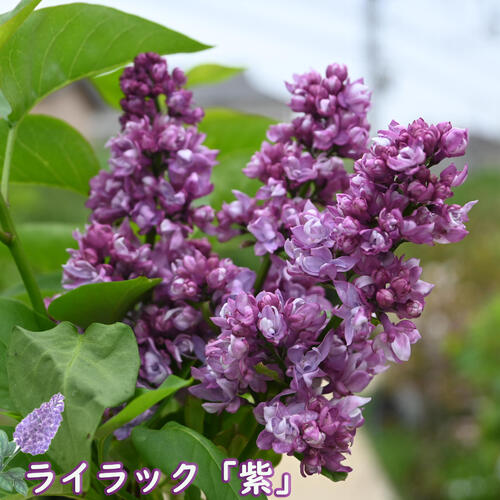 楽天市場】ライラック カルペディエム 接木2年生 1本 : e-フラワー