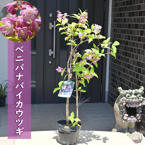 楽天市場】香り八重咲きバイカウツギ ミネソタスノーフレーク 6号 苗木