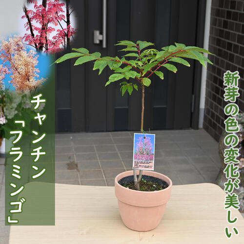 チャンチン苗（香椿芽） 61vLCN9HfrL._UF1000,1000_QL80_.jpg
