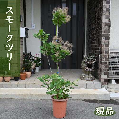 現品 2024年6月27日撮影スモークツリー 苗木 ケムリノキ 鉢底から約130～140センチ　シンボルツリー