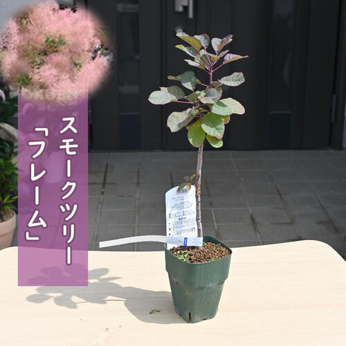 スモークツリー　ルブリフォリウス　8号寸　高さ鉢底から約110cm程度 決算！ポイント5倍！7/31まで】【数量限定】スモークツリー